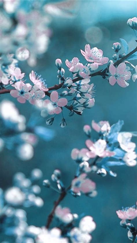 Top 59 Blue Cherry Blossom Wallpaper Super Hot Incdgdbentre