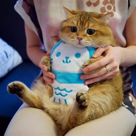 10 Absolute Chubbiest Cats That Will Make Your Day Cute Cats And
