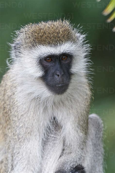 Africa Kenya Grivet Monkey At Maasai Mara National Reserve Stock Photo