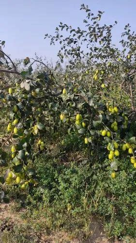 Full Sun Exposure Thai Green Apple Ber Plant At Rs 150piece In Jaipur Id 23361310497