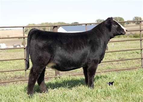 Windy Ridge Simmentals And Triple J Show Cattle The Pulse