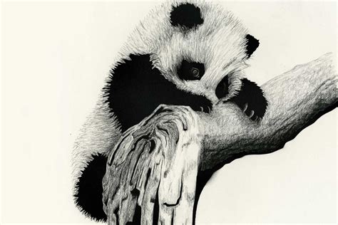Only the best hd background pictures. Animals in Charcoal on Behance