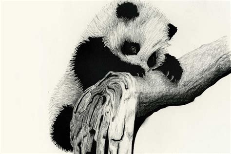 Thousands of black and white art prints to choose from. Animals in Charcoal on Behance