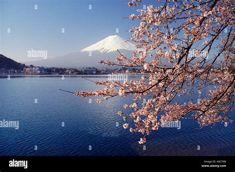 Mt Fuji Spring Cherry Blossoms And Lake Kawaguchi With The Resort Of