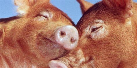 9 Ways Pigs Are Smarter Than Your Honor Student Huffpost Impact