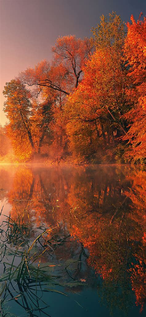 Trees Fall Reflection Autumn 4k Iphone Wallpapers Free Download