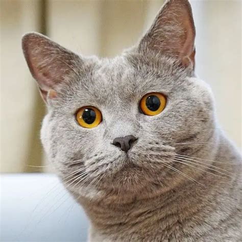 11 Gorgeous Grey Cat Breeds Catspurfection