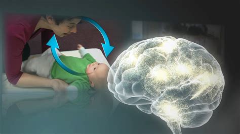 ¿cómo Es El Desarrollo Del Cerebro En La Edad Temprana