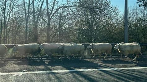 M11 Sheep In Road Cause Delays On Motorway Bbc News