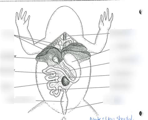 Frog Dissection Diagram Quizlet