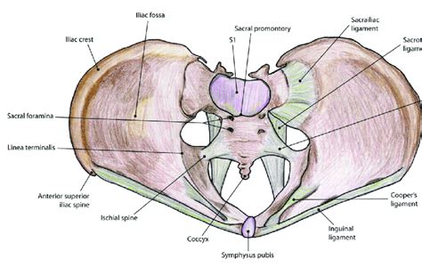 The Female Pelvis The Pelvic Bones Joints Ligaments And Foramina Download Scientific Diagram