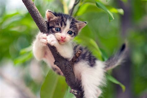 Cat Stuck In A Tree Heres How To Rescue Your Feline Friend Daily Paws