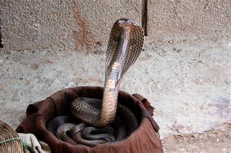 Fileindian Cobra