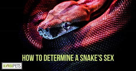 How To Determine A Snakes Sex Kobi Pets
