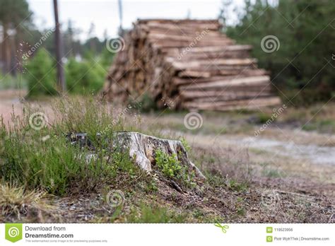 A Pile Of Pine Wood In The Forest Logs Stacked Along A Forest R Stock