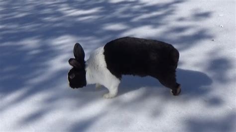 Rabbit Running On Snow Youtube
