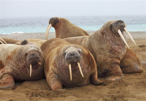 Did Netflix Crew Spook Walruses Off Cliffs