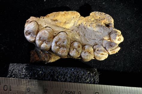 In Cave In Israel Scientists Find Jawbone Fossil From Oldest Modern
