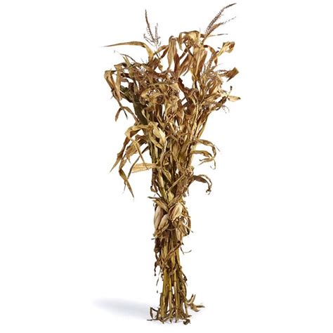 Decorative Corn Stalk Bundle In 2020 Corn Stalks Corn Stalking