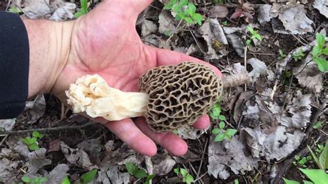 Morel Mushroom Hunting Youtube