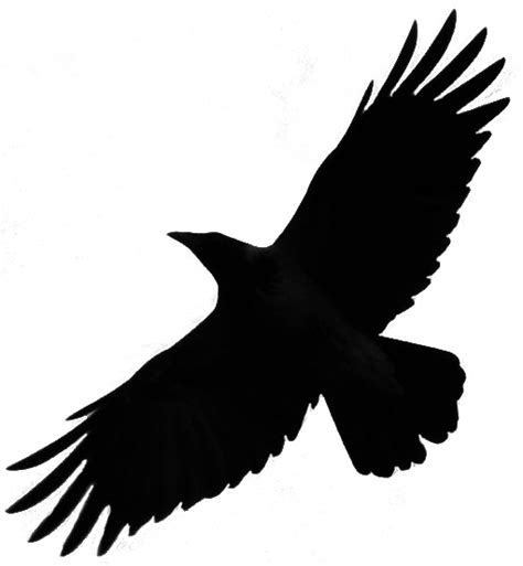 Flying Crows Png