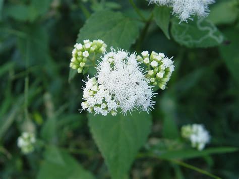 Ageratina Altissima White Snakeroot Go Botany