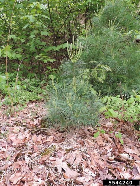 Eastern White Pine Pinus Strobus Pinales Pinaceae 5544240
