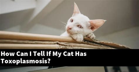 How Can I Tell If My Cat Has Toxoplasmosis Explained