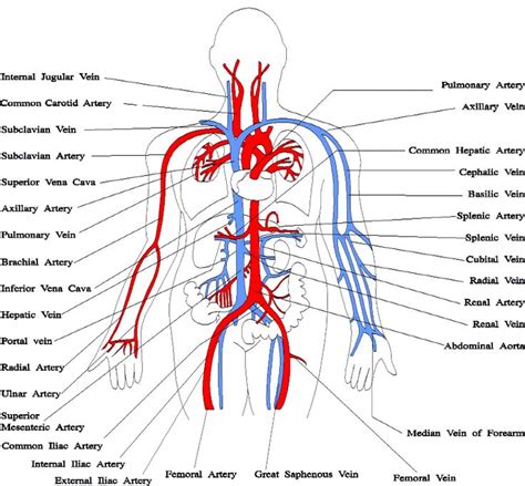 What Are The Major Blood Vessels In The Body The Blood Vessels Of The