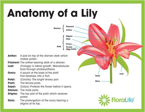 Sexual reproduction and flower parts. Image result for parts of a lily labeled | Flower care ...