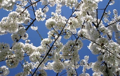 Our Favorite Spring Blooming Trees And Shrubs Merrifield Garden Center