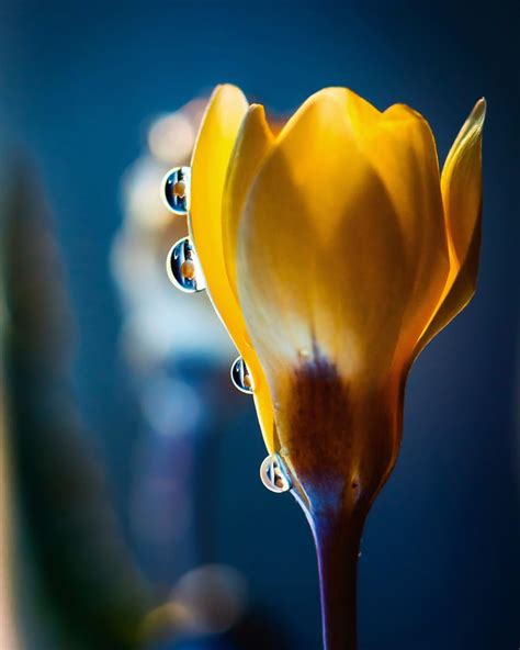 Beautiful Macro Flower Photography By Silvia Kobelova