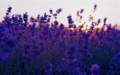 Collection by soso caty • last updated 3 weeks ago. nature, Flowers, Landscape, Lavender, Purple Flowers ...