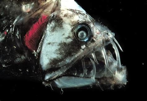 They can grow to a size of about 20. Deep Sea Dragonfish - Fishes World - HD Images & Free Photos