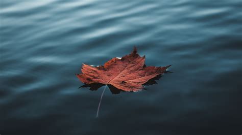 3840x2160 Orange Autumn Leaf Floating On Water 4k Hd 4k Wallpapers