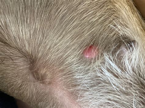 Bumps On Dogs Skin