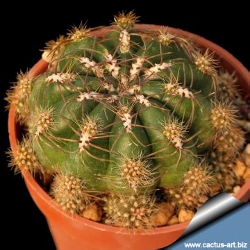 There are a couple of varieties of schlumbergeria blooming cacti that tend to come into flower during certain holidays. Oroya peruviana var. minima
