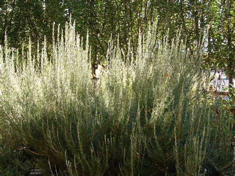 If you live in usda plant hardiness zones 7 or below, rosemary will only survive if you bring it indoors before the arrival of. New Utah Gardener: Will Rosemary Grow In Utah?
