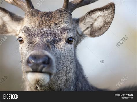 Portrait Red Deer Stag Image And Photo Free Trial Bigstock