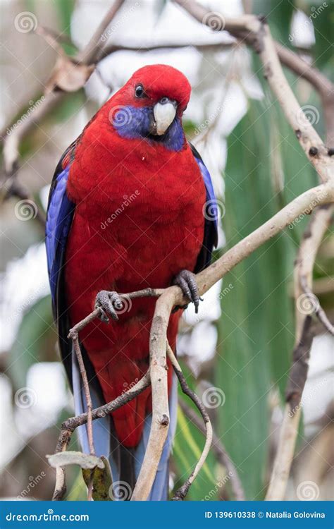 Wild Crimson Rosella Platycercus Elegans Australian Parrot Australia