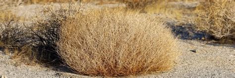russian thistle control how to get rid of russian thistle solutions pest and lawn