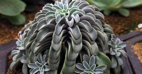 Echeveria Fantastic Fountain World Of Succulents