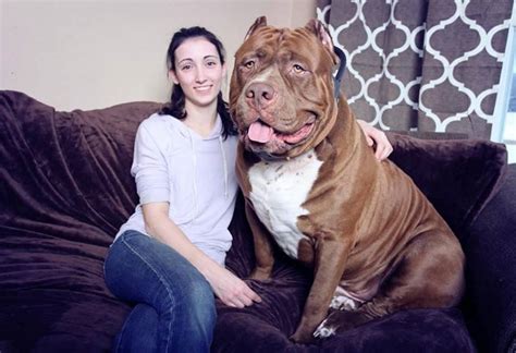 World’s Largest Pitbull Puppies Worth Up To Half A Million Dollars