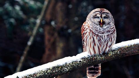 Owl Wallpapers High Resolution 64 Images