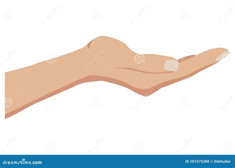 Facing Up Womans Hand Vector Illustration Isolated On White Background