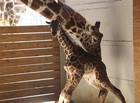 Youtube Channel Showing Giraffe Birth 2nd Most Live Viewed