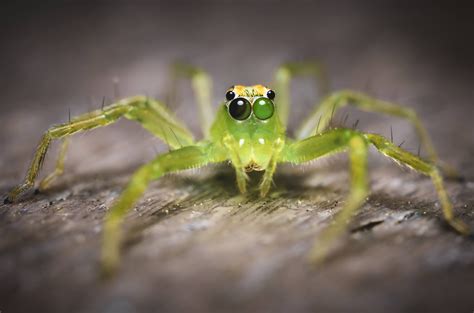 Magnolia Green Jumping Spider From My Morning Hike I Love Their Eyes