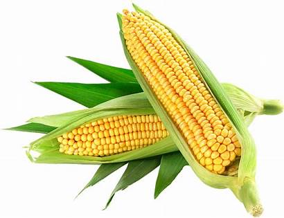 Corn Clipart Yellow Organic Sweet Transparent Grain