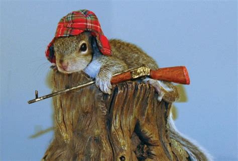 Zoo Animals Funny Squirrels With Guns