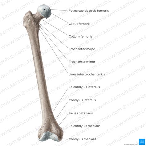 Femur Oberschenkelknochen Anatomie Aufbau Und Bänder Kenhub